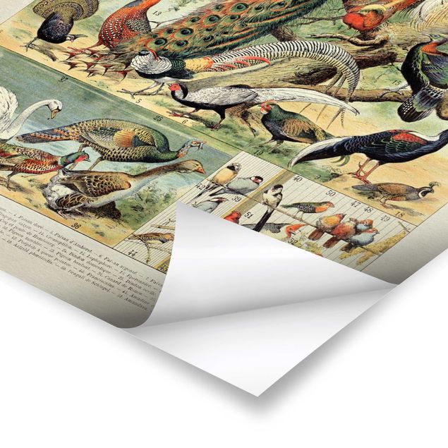 Poster - Vintage Board European Birds