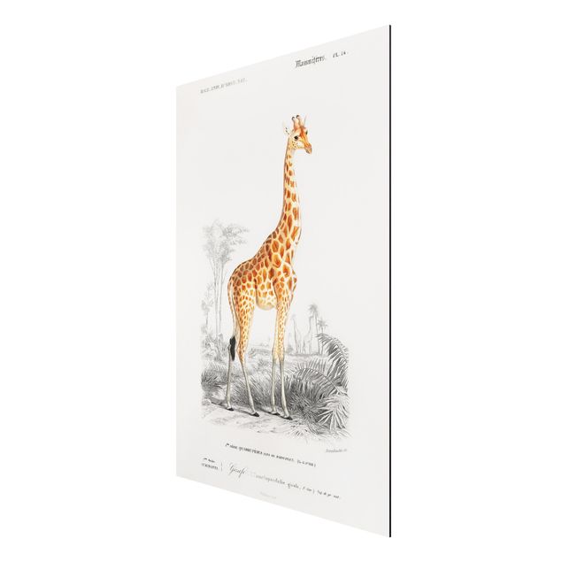 Print on aluminium - Vintage Board Giraffe