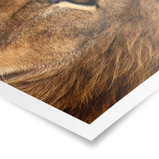 Panoramic poster animals - Lion's Gaze