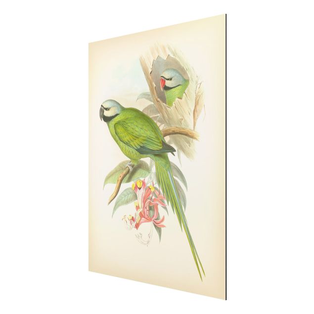 Print on aluminium - Vintage Illustration Tropical Birds II