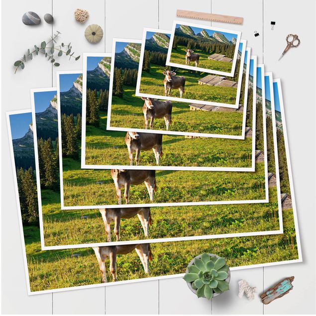 Poster - Swiss Alpine Meadow With Cow