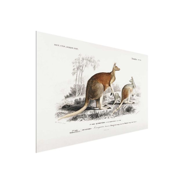 Glass print - Vintage Board Kangaroo