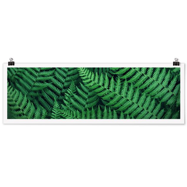 Panoramic poster flowers - Fern