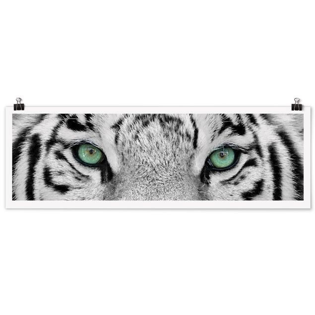 Panoramic poster animals - White Tiger