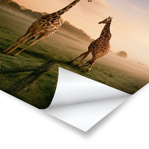 Poster - Surreal Giraffes