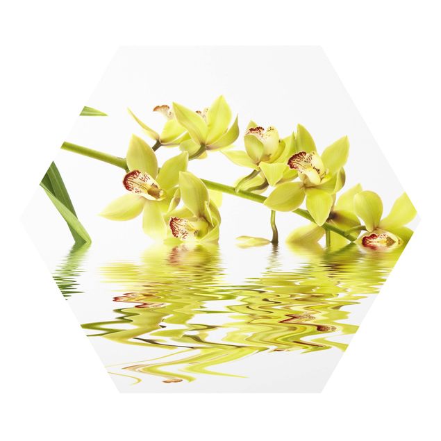Forex hexagon - Elegant Orchid Waters