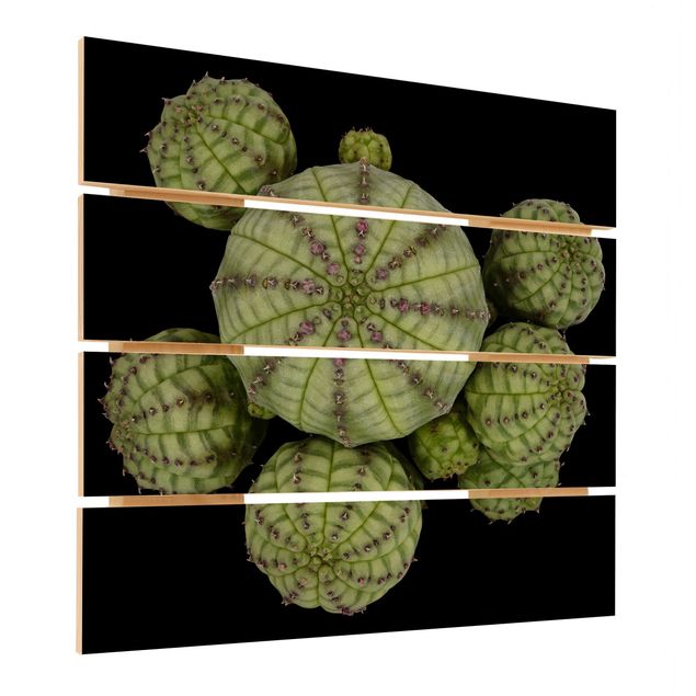 Print on wood - Euphorbia - Spurge Urchins