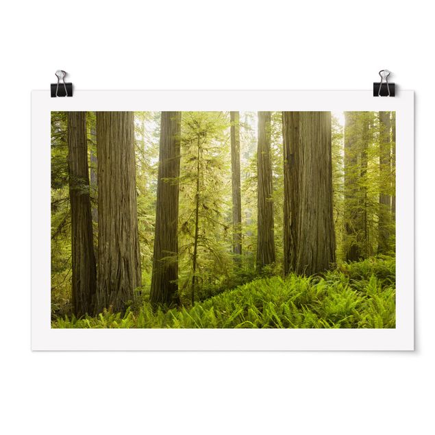 Poster - Redwood State Park Forest View