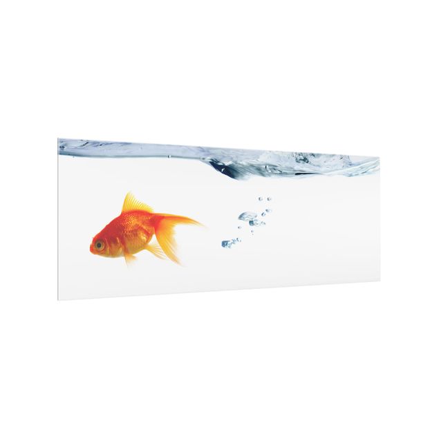 Glass splashbacks Goldfish