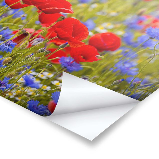 Poster - Summer Meadow With Poppies And Cornflowers