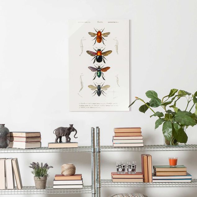 Glass print - Vintage Board Insects