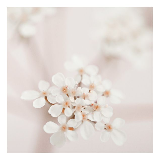 Splashback - Mini Flowers In Pink Light - Square 1:1