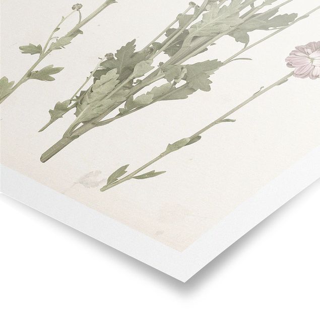 Poster flowers - Herbarium In Pink I