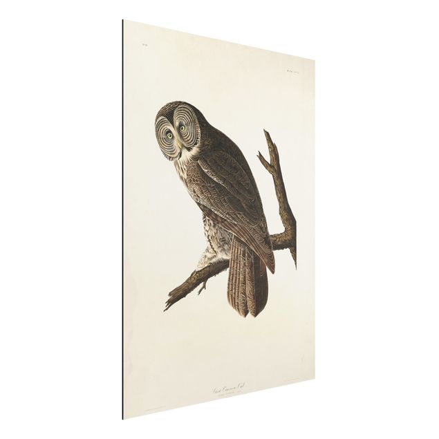 Dibond Vintage Board Great Owl
