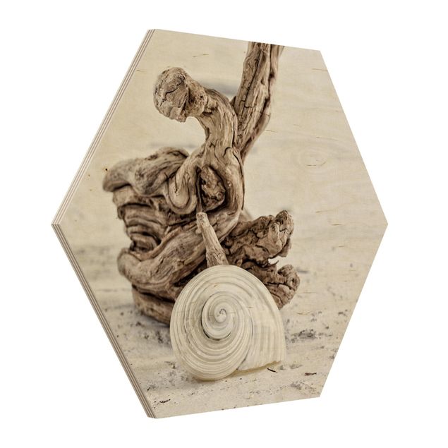 Hexagon Picture Wood - White Snail Shell And Burl