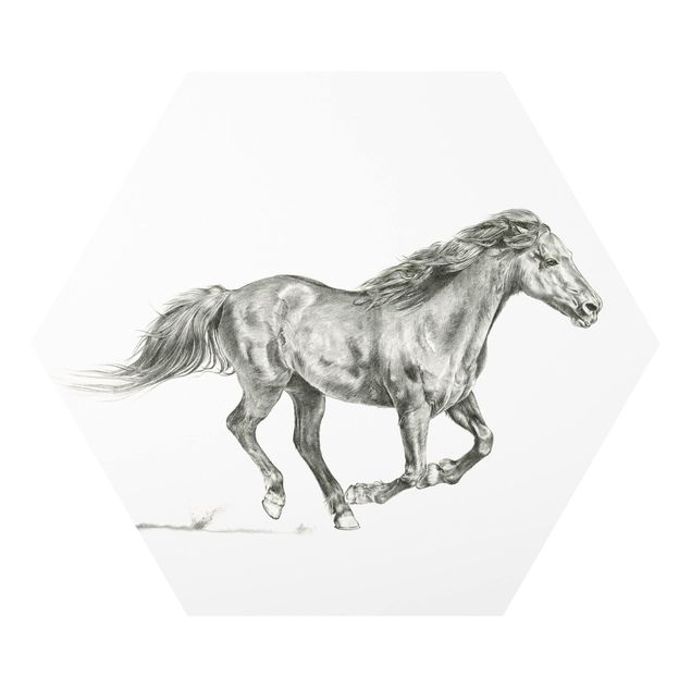 Forex hexagon - Wild Horse Trial - Mare