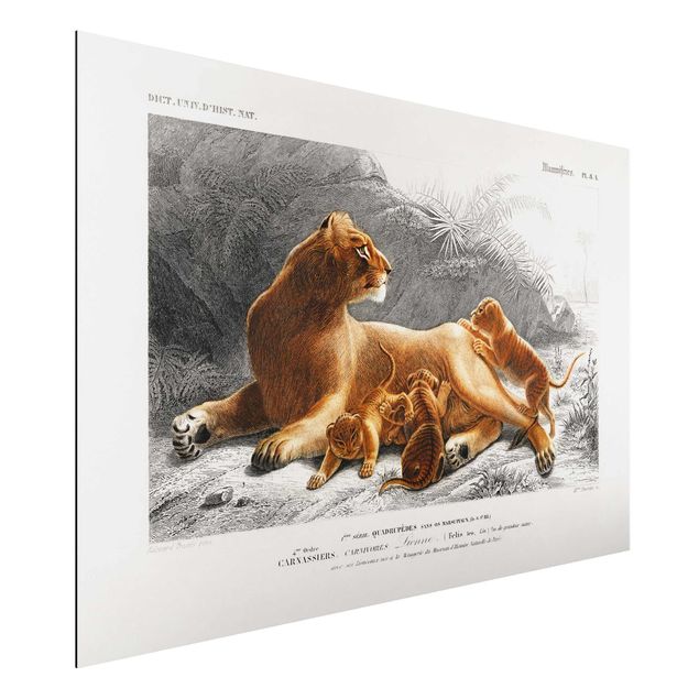 Aluminium dibond Vintage Board Lioness And Lion Cubs