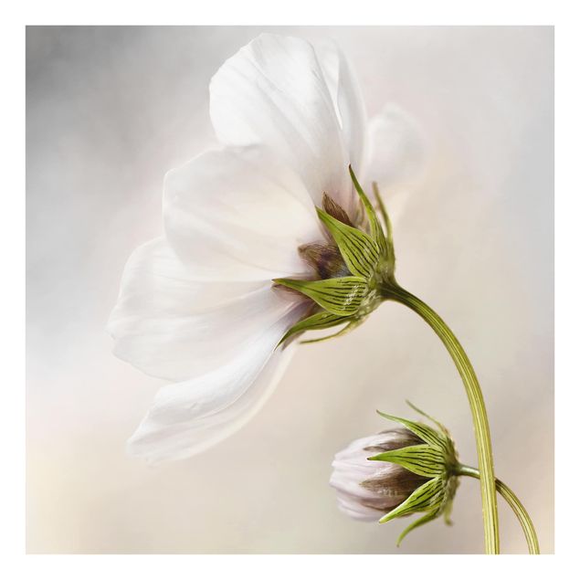 Glass Splashback - Heavenly Flower Dream - Square 1:1