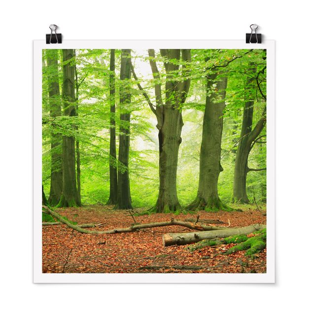Poster - Mighty Beech Trees
