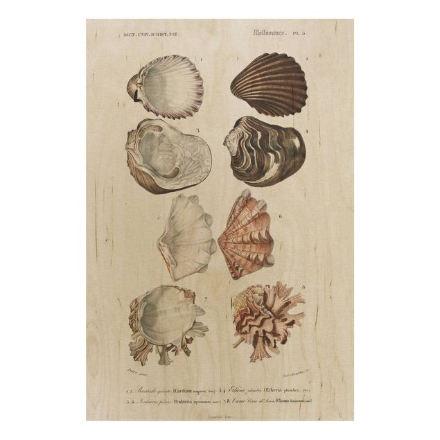 Print on wood - Vintage Board Eight Shells Rose Cream
