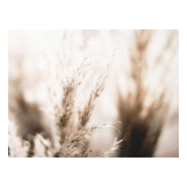 Splashback - Pampas Grass In The Shadow - Landscape format 4:3