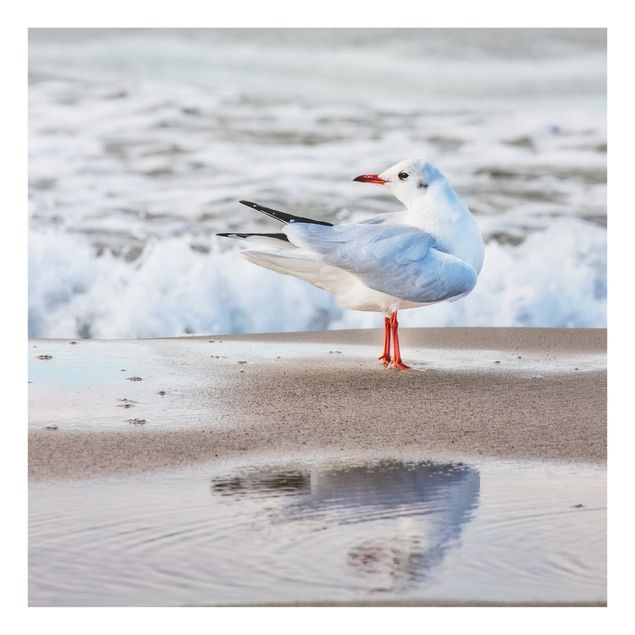 Glass splashback kitchen animals Seagull On The Beach In Front Of The Sea