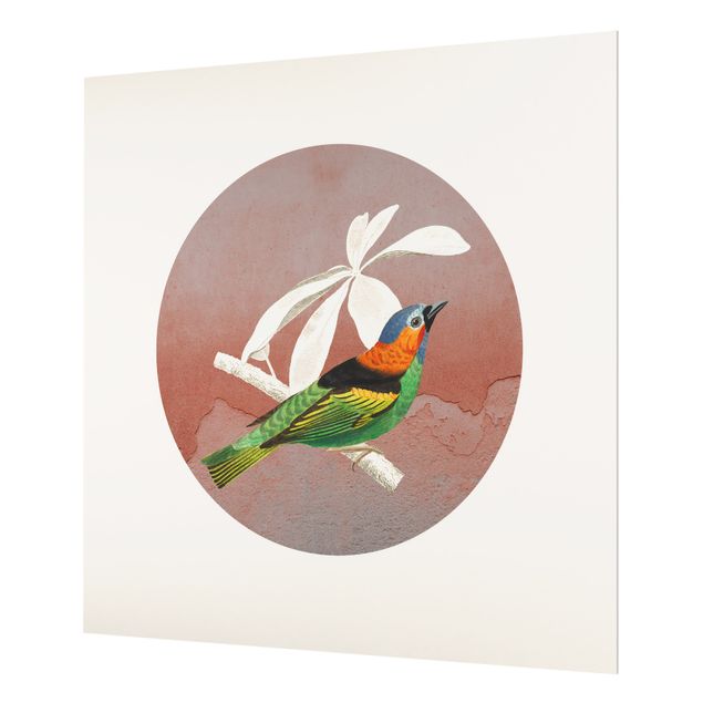 Splashback - Bird Collage In A Circle ll - Square 1:1