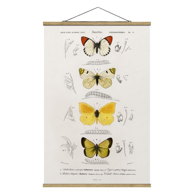 Fabric print with poster hangers - Vintage Board Butterflies II