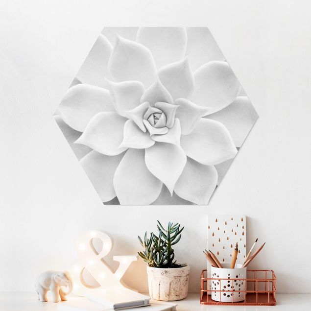 Forex hexagon - Cactus Succulent