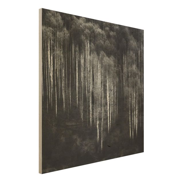 Wood print - Birch Forest In Aspen