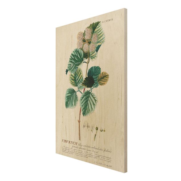 Print on wood - Vintage Botanical Illustration Snowball