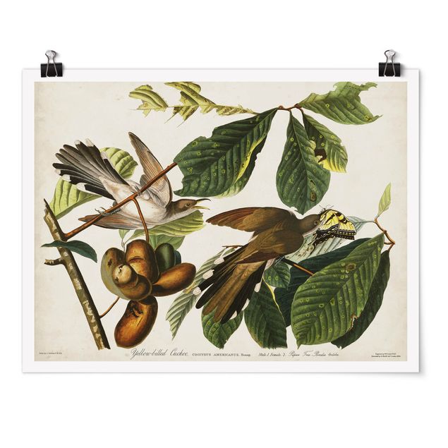 Poster - Vintage Board Cuckoo II
