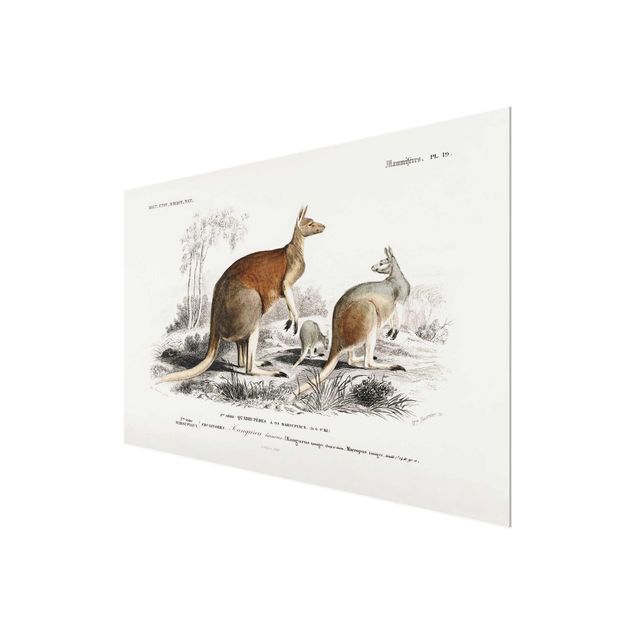 Glass print - Vintage Board Kangaroo