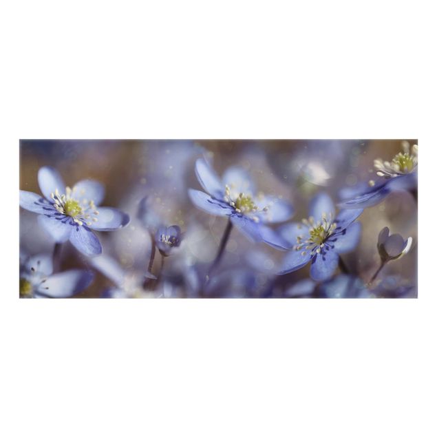 Splashback - Anemone In Blue