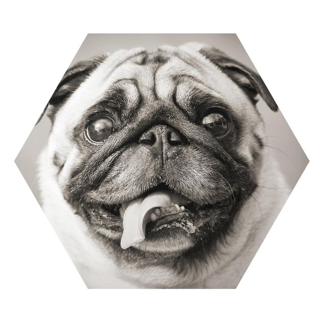 Forex hexagon - Funny Pug