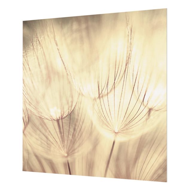 Glass Splashback - Dandelions Close-Up In Homely Sepia Tones - Square 1:1