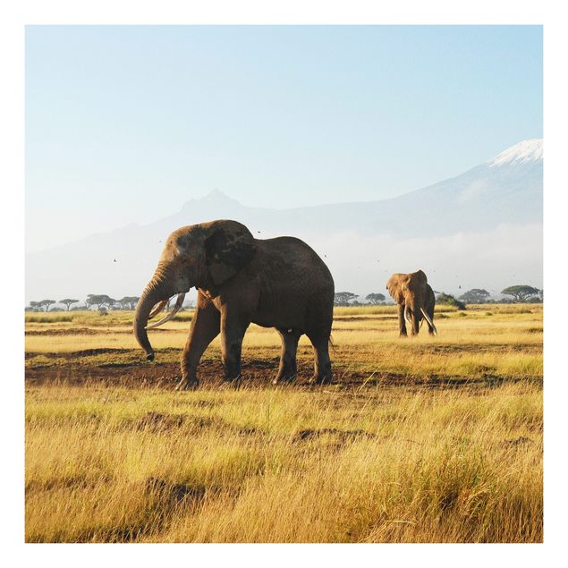 Forex print - Elephants In Front Of The Kilimanjaro In Kenya