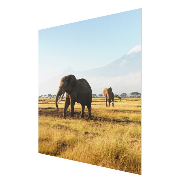 Forex print - Elephants In Front Of The Kilimanjaro In Kenya