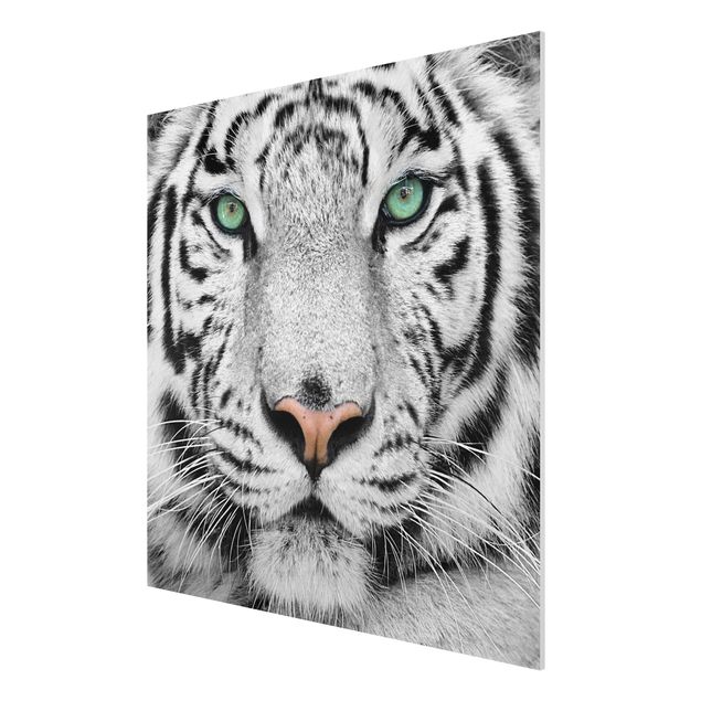 Forex print - White Tiger