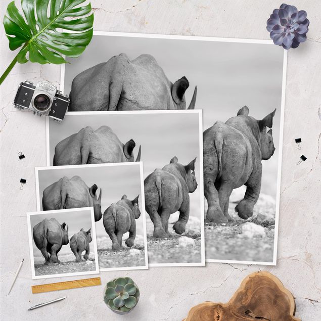 Poster - Wandering Rhinos II