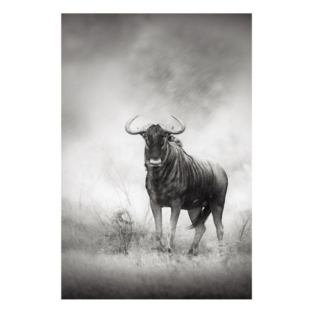 Forex print - Staring Wildebeest