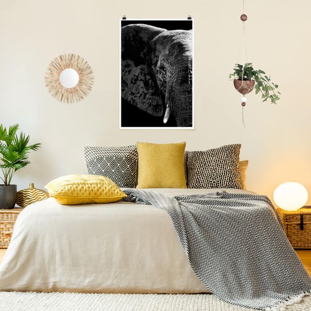Poster animals - African Elephant black and white