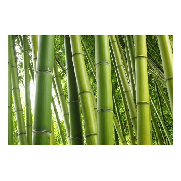 Forex print - Bamboo Trees No.1