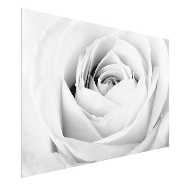 Forex print - Close Up Rose