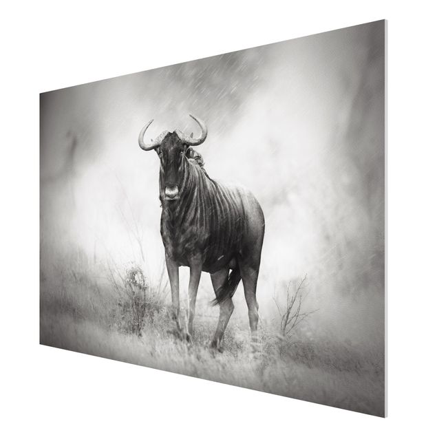 Forex print - Staring Wildebeest