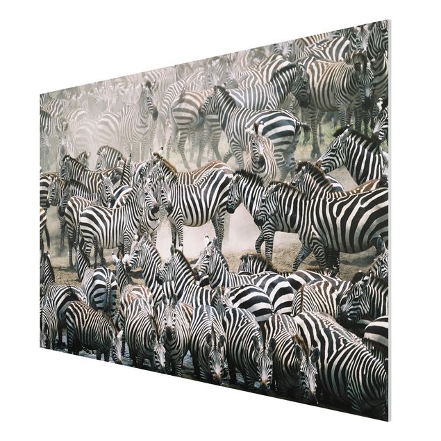 Forex print - Zebra Herd