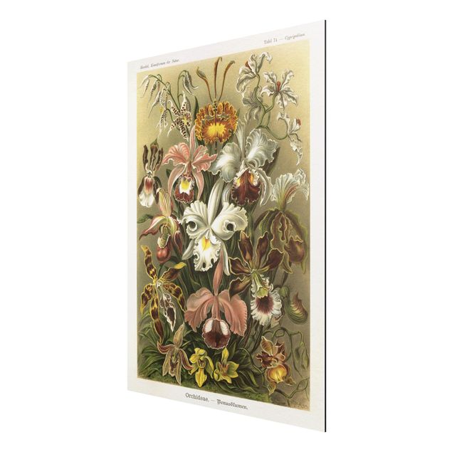 Print on aluminium - Vintage Board Orchid