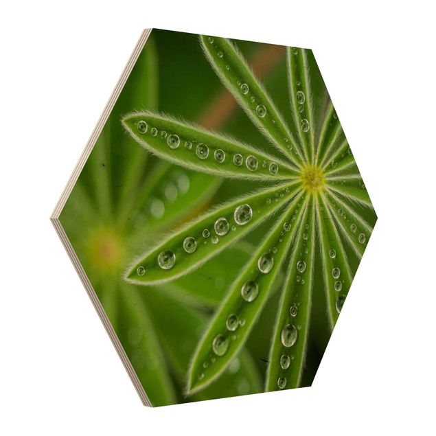 Wooden hexagon - Morning Dew On Lupine Leaves