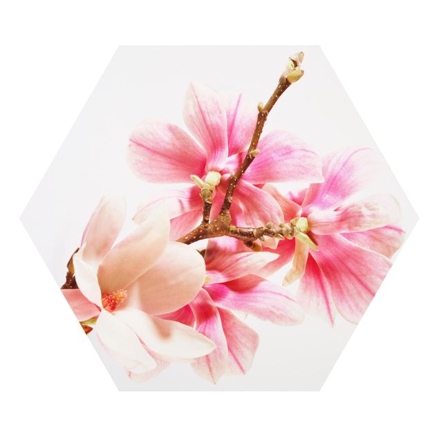 Forex hexagon - Magnolia Blossoms