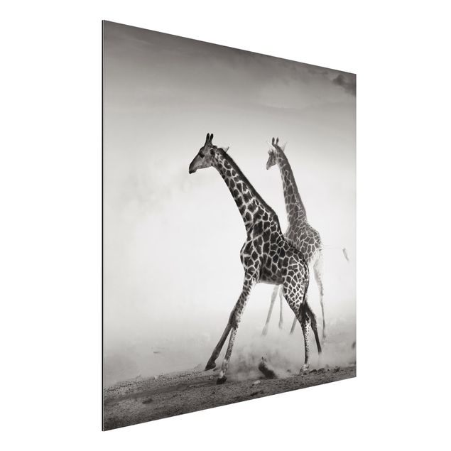 Aluminium dibond Giraffe Hunt